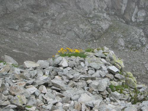 Rysy - skalne kwiaty